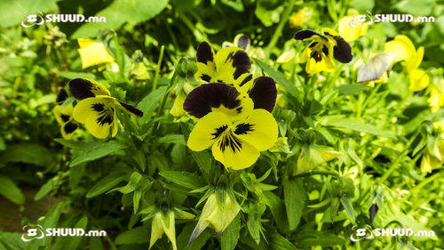 Улаанбаатарт 25 хэм дулаан байна